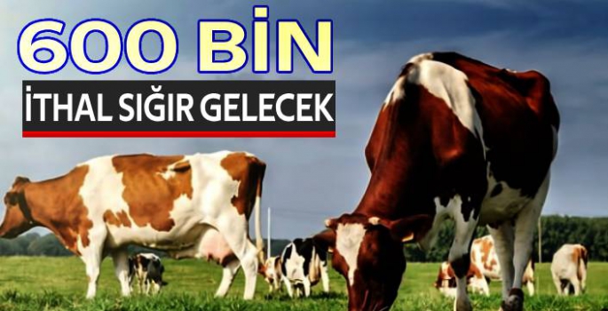 600 BİN SIĞIR İTHAL EDİLECEK