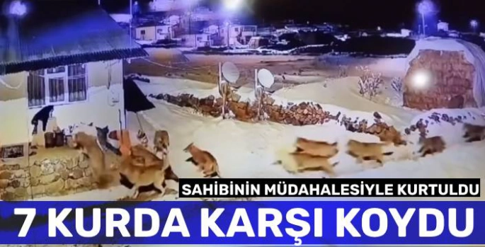 7 Kurda Karşı Koydu!