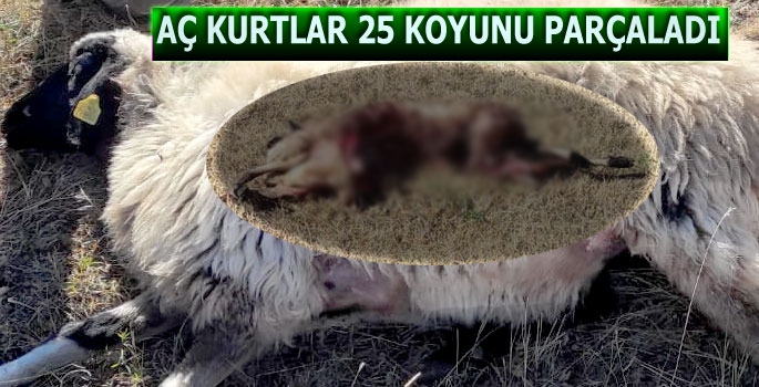 Aç Kurtlar 25 Koyunu Parçaladı