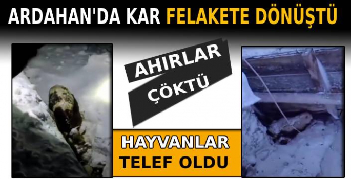 Ardahan'da Kar Felakete Dönüştü: Ahırlar Çöktü, Hayvanlar Telef Oldu
