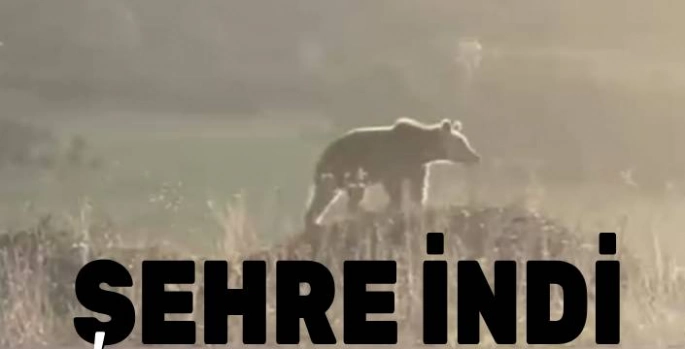 Ardahan'da Şehir Merkezine İnen Boz Ayı Paniğe Neden Oldu