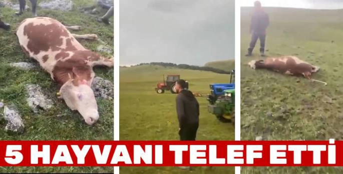 Ardahan'da Yıldırım 5 Hayvanı Telef Etti