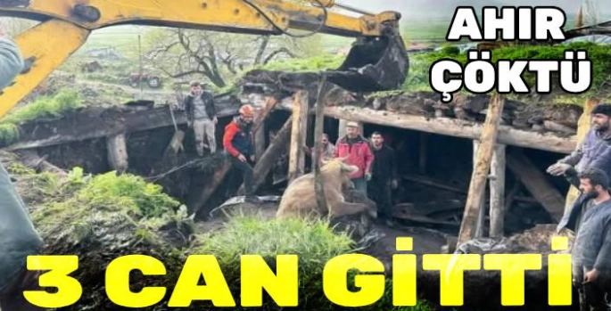 Aşırı Yağış Ahırı Çökertti: 3 Büyükbaş Telef Oldu