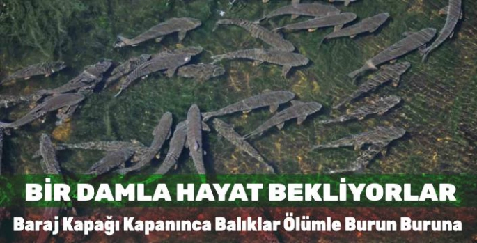 Bir Damla Hayat Bekliyorlar: Baraj Kapağı Kapanınca Balıklar Ölümle Burun Buruna