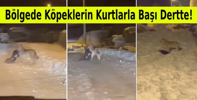 Bölgede Köpeklerin Kurtlarla Başı Dertte!