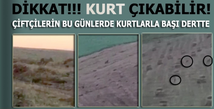 Çiftçilerin Tarlalarda Kurt Korkusu