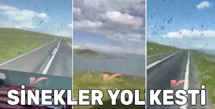 Çıldır Gölü Yolunda Sinek İstilası: Sürücüler Zor Anlar Yaşadı
