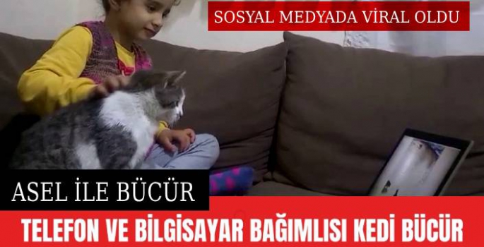 Çizgi Film İzleyen Kedi, Sosyal Medyada Viral Oldu