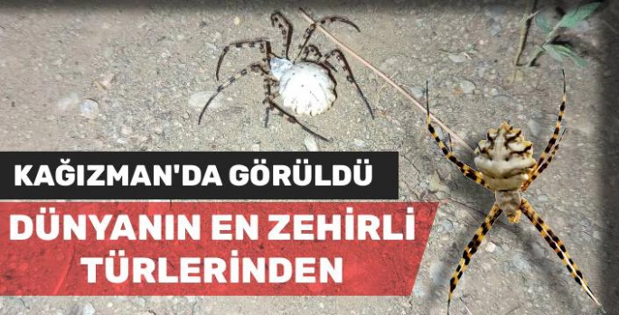 Dünyanın En Zehirli Örümceği Kağızman'da Görüldü!