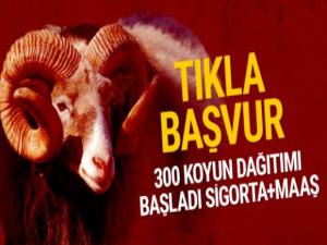 300 koyun alma başvuru sayfası TİGEM kayıtlar başladı