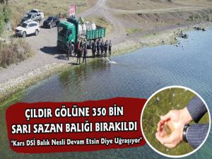 Çıldır Gölüne 350 Bin Yavru Sarı Sazan Balığı Bırakıldı