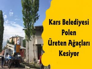 Kars Belediyesi Polen Üreten Ağaçları Kesiyor