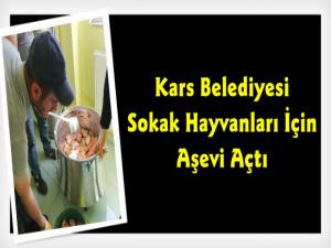 Kars Belediyesi Sokak Köpekleri İçin Aşevi Açtı