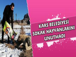 Kars Belediyesinden Sokak Hayvanlarına Mama