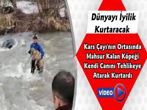 Kars Çayına Düşen Köpeği Vatandaş Kurtardı