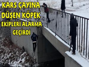 Kars Çayına Düşen Köpek İçin Seferber Oldular