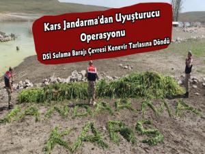 Kars Jandarma 102 Bin Adet Kenevir İmha Etti