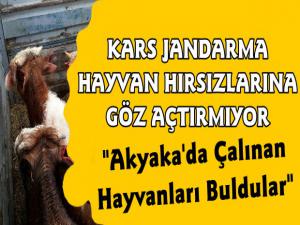 Kars Jandarma Akyaka'da Çalınan Hayvanları Buldu