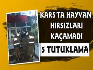 Kars Jandarma Hayvan Hırsızlarını Yakaladı 5 Gözaltı