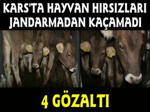 Kars Jandarmadan Hayvan Hırsızlarına Suç Üstü 4 Gözaltı