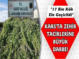 Kars Jandarmadan Zehir Tacirlerine Büyük Darbe 17 Bin Kök Hint Keneviri Ele Geçirildi