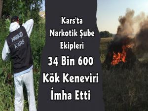 Kars Narko 34 Bin 600 Kök Kenevir İmha Etti