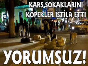 Kars Sokaklarını Başıboş Köpekler İstila Etti