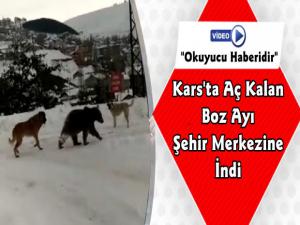 Kars'ta Aç Kalan Boz Ayı Şehir Merkezine İndi