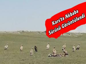 Kars'ta Akbaba Sürüsü Görüntülendi