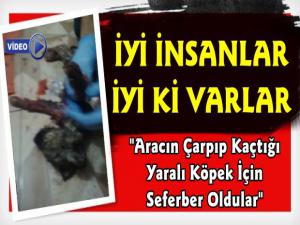 Kars'ta Aracın Çarptığı Yaralı Köpek İçin Seferber Oldular