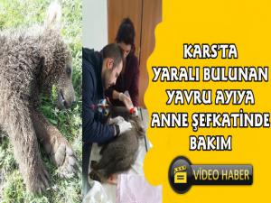 Kars'ta Bulunan Yavru Ayıya Anne Şefkatinde Bakım