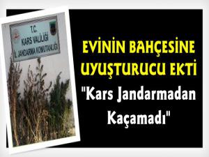 Kars'ta Evinin Bahçesinde Hint Keneviri Yetiştirdi Jandarma Yakaladı