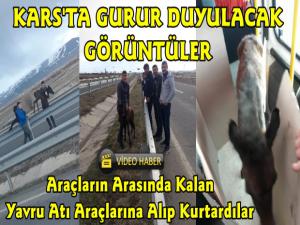 Kars'ta Gurur Duyulacak Görüntüler, Karayoluna Giren Yavru Atı Araçlarına Alarak Kurtardılar