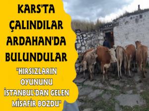 Kars'ta Hayvan Hırsızlığı 10 Büyükbaş Hayvanı Çaldılar