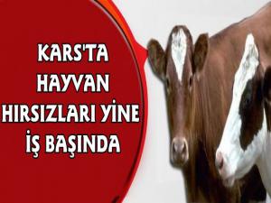 Kars'ta Hayvan Hırsızlığı