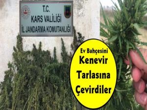 Kars'ta Hint Keneviri Operasyonu 