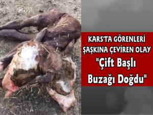 Kars'ta İnek Çift Başlı Buzağı Doğurdu