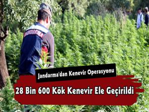 Kars'ta Jandarma Ekipleri 28 Bin 600 Kök Hint Keneviri Ele Geçirdi