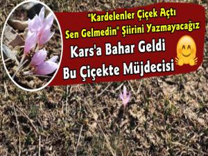 Kars'ta Kardelenler Çiçek Açtı