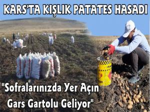 Kars'ta Kışlık Patates Hasadı Başladı