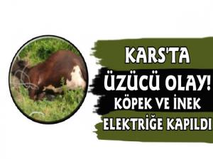 Kars'ta Köpek ve İnek Elektrik Akımına Kapılarak Telef Oldu