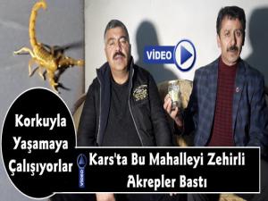 Kars'ta Mahalleyi Zehirli Akrepler Bastı