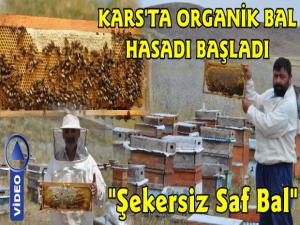 Kars'ta Organik Bal Hasadı Başladı