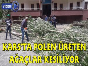 Kars'ta Polen Üreten Zararlı Ağaçlar Kesiliyor