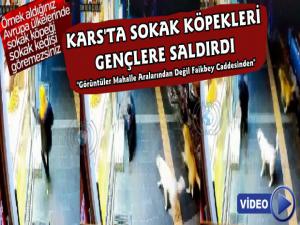 Kars'ta Sokak Köpekleri Faikbey Caddesinde Gençlere Saldırdı