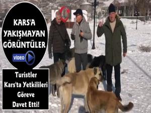 Kars'ta Turistler Sokak Köpekleri İçin Yetkilileri Göreve Davet Etti