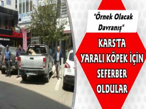 Kars'ta Vatandaşlar Yaralı Köpek İçin Seferber Oldu