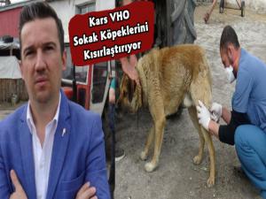 Kars VHO Sokak Köpeklerini Kısırlaştırıyor