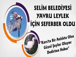 Selim Belediyesi Yavru Leylek İçin Seferber Oldu