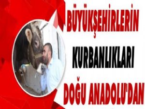 Büyükşehirlerin Kurbanlıkları Doğu Anadolu'dan